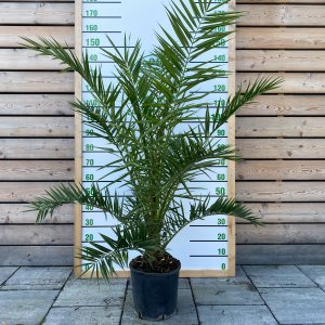 Ďatľovník kanársky (Phoenix canariensis) - výška: 120-140 cm, kont. C18L (-4°C) 